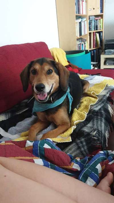 Mischlingshunde Foto Aufruf-Beitrag-Bild