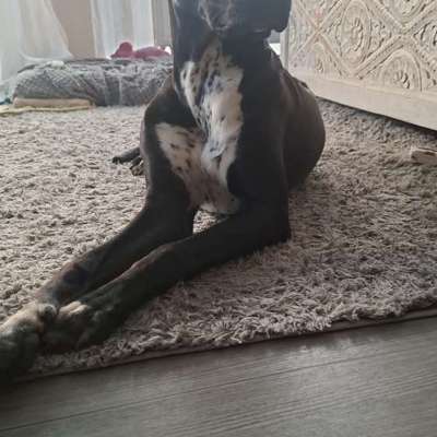 Hundetreffen-Spazieren und spielen-Bild
