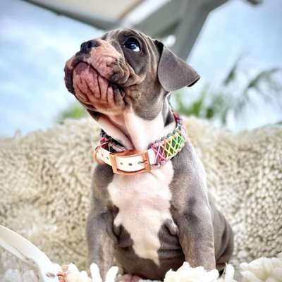 Welpen Bilder !-Beitrag-Bild