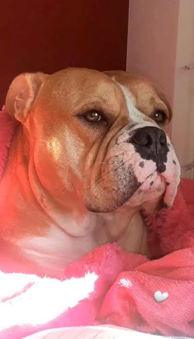 Wie heißt dein Hund?-Beitrag-Bild