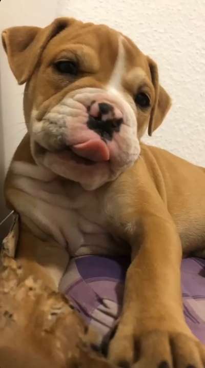 Wie heißt dein Hund?-Beitrag-Bild