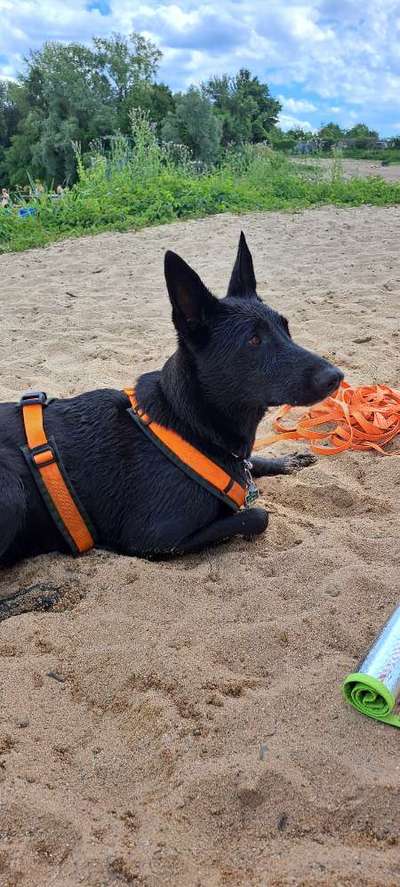 Hundeauslaufgebiet-Ricks Beach-Bild