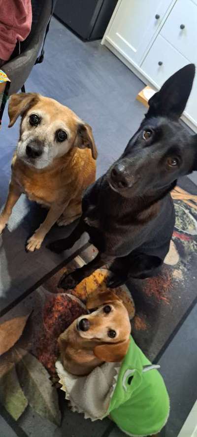 Hundetreffen-Social Walks-Bild