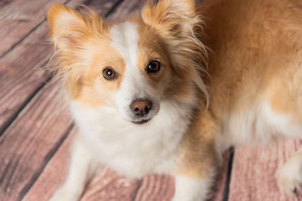 Tierfotografen-Never 0815 GmbH-Bild