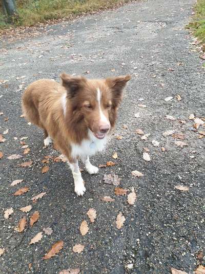 Hundetreffen-Gassirunde Aichwald Aichelberg-Bild