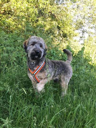 Zeigt her eure Pudel und Pudelmischlinge (:-Beitrag-Bild