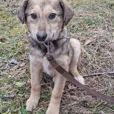 Suchmeldung-Dobby-Bild