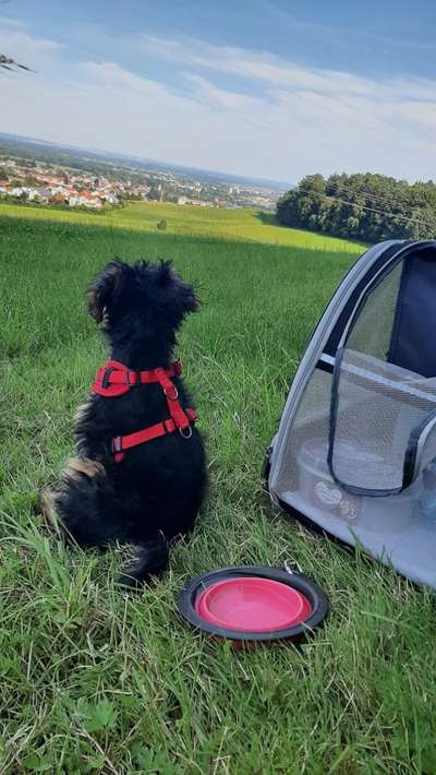 Tragtuch für Welpen-Beitrag-Bild