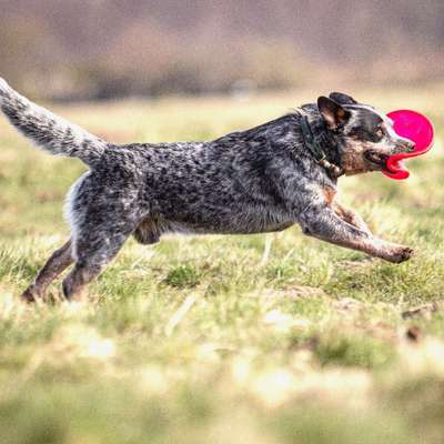 Hundetreffen-Social Walk, Gemeinsames Training-Bild