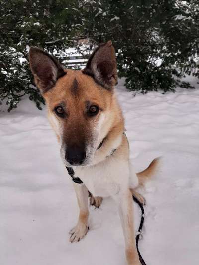 CHALLENGE NR. 19 - Der Hundeblick-Beitrag-Bild