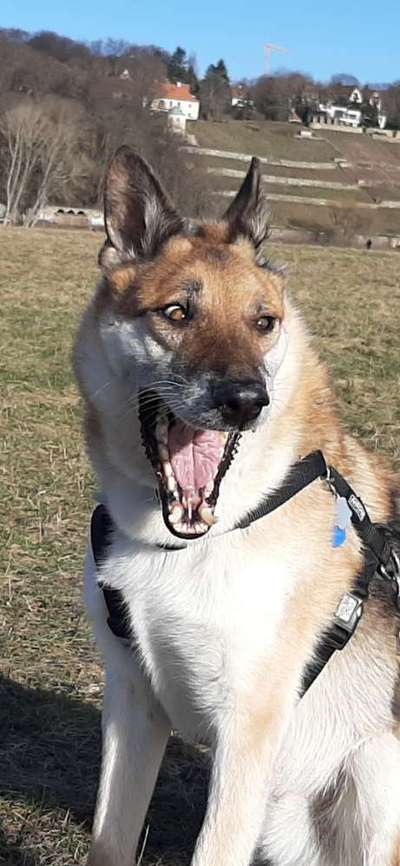 Lustigsten Grimassen von euren Hunden-Beitrag-Bild