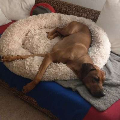 Hundetreffen-Betreuungstandem-Bild