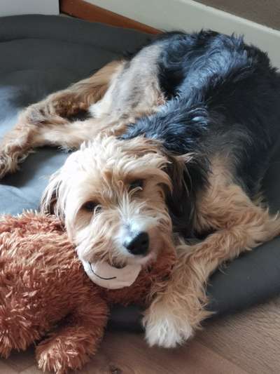 Auslandstierschutz-Beitrag-Bild