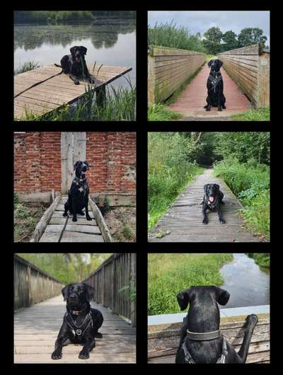 19. Collagen Challenge - Brücken-Beitrag-Bild