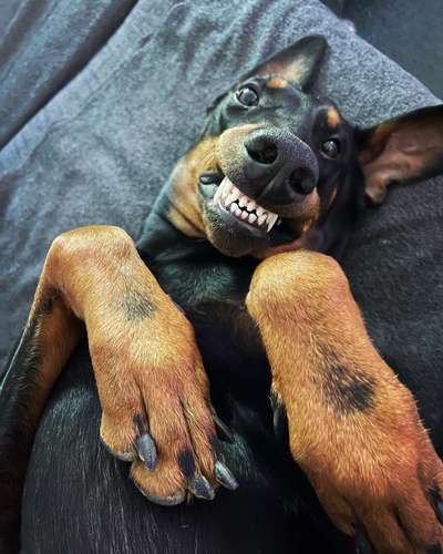 Dobermann Austausch-Beitrag-Bild