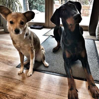 Hundetreffen-Dobie Treffen-Profilbild