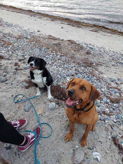 TierschutzhundeStammtisch🐕-Beitrag-Bild