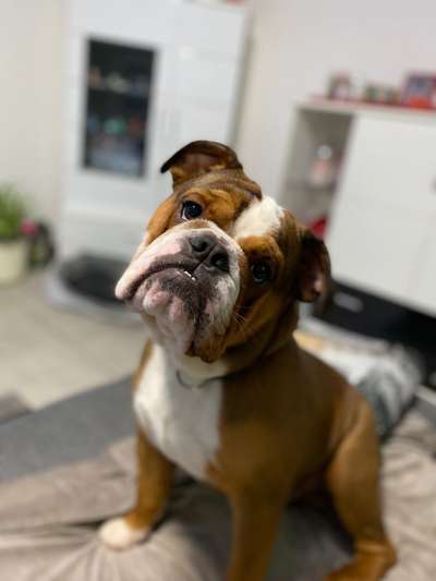 Welpen Bilder !-Beitrag-Bild