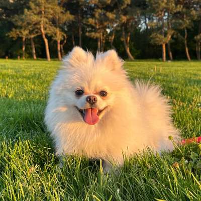 Hundetreffen-Spieltreffen oder Social Walk 🐾-Bild
