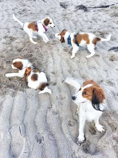 Hundetreffen-Kooikerhondje Treffen jeden Mittwoch-Bild