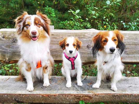 Kooikerhondje-Beitrag-Bild