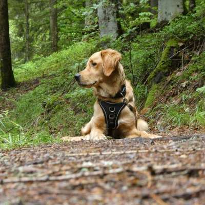 Hundetreffen-Gemeinsam Trainieren/ Socialwalks-Bild