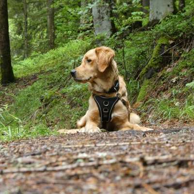 Hundetreffen-Gemeinsam Trainieren-Bild