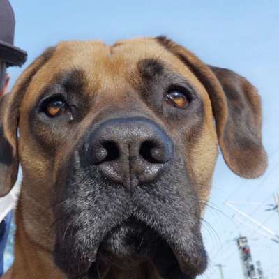 Hundetreffen-Such Leute mit den man Gassi gehen kann mfg