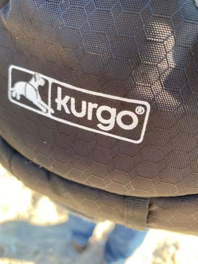 Cavalier King Charles Spaniel?-Beitrag-Bild