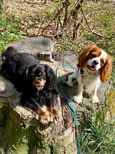 Cavalier King Charles Spaniel?-Beitrag-Bild