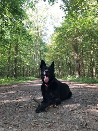 Foto -Challenge  Thema : Dein Hund Im Wald-Beitrag-Bild