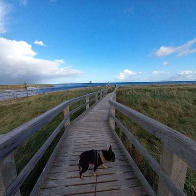 Hundetreffen-Spaziergang