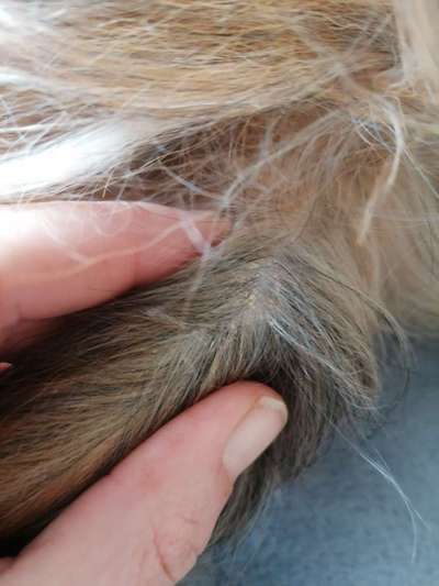 Könnten das Grasmilben sein ?-Beitrag-Bild