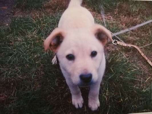 Welpen Bilder !-Beitrag-Bild