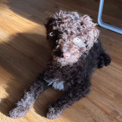 Hundetreffen-Welpen zum Kennenlernen und Spielen!-Bild