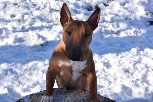 Miniatur Bull Terrier-Beitrag-Bild