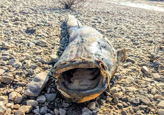 Giftköder-Grosser toter Wels auf dem Strand-Bild