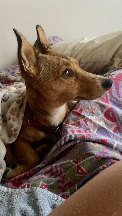 Podencomischling oder Podenco-Beitrag-Bild