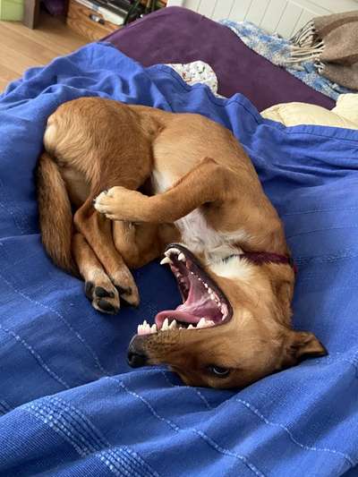 Die Dogorama Wochen Challenge-Beitrag-Bild