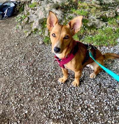 Podencomischling oder Podenco-Beitrag-Bild