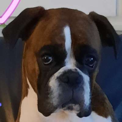 Hundetreffen-Boxertreffen-Bild