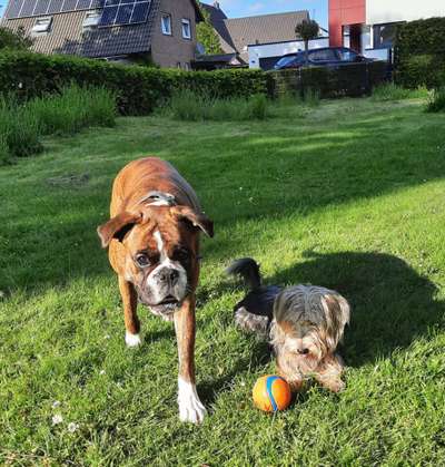 Bester Freund, Hundekumpel - zeigt her!-Beitrag-Bild