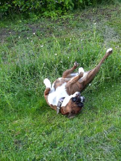 Die Dogorama Wochen Challenge-Beitrag-Bild