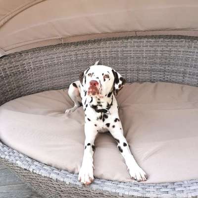 Hundetreffen-Gassi-und Spielpartner geszcht-Bild