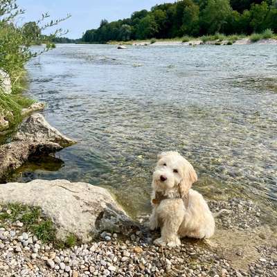 Hundetreffen-Welpen/Junghunde treffen an der südlichen Isar Münchens-Bild