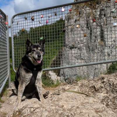 Hundetreffen-Ruhige Spazierrunde-Bild