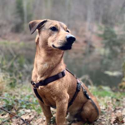 Hundetreffen-Hundefreund‘in gesucht-Bild