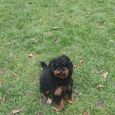 Hundetreffen-Spieltreff mit Cleo (Zwergpudel 7 Monate alt)-Bild