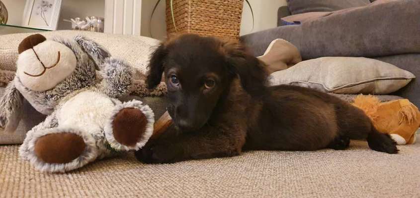 Welpen Bilder !-Beitrag-Bild