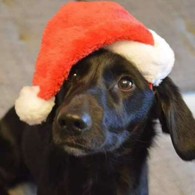 Hundetreffen-Nikolaus Spaziergang🐶🎅🏼 + Wichteln 🎁-Bild